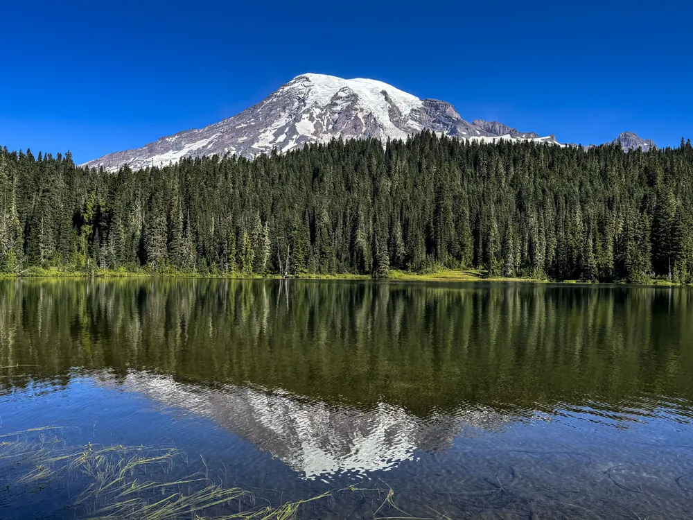 a snowcapped mountain rises above a forest and reflects in a foreground lake