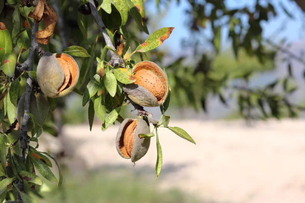 Close up of almonds hanging from the branches of an almond tree