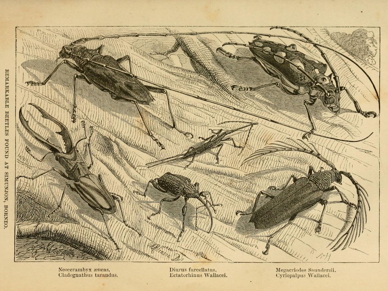 Livre Ancien 1890 : "The Malay Archipelago" Par Alfred R. Wallace - Édition Originale Avec Cartes & Illustrations