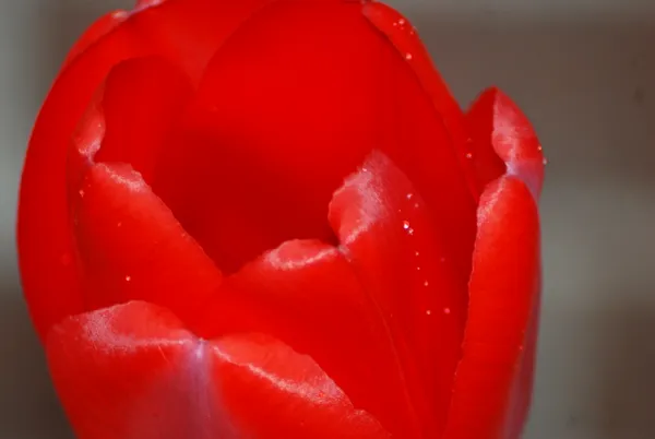 The Color Red thumbnail