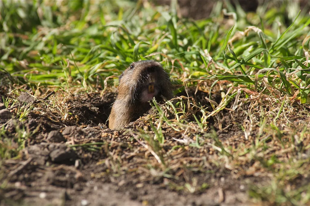Gopher
