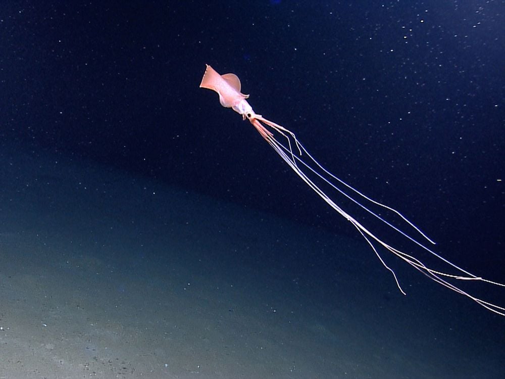 Deepest Known Squid