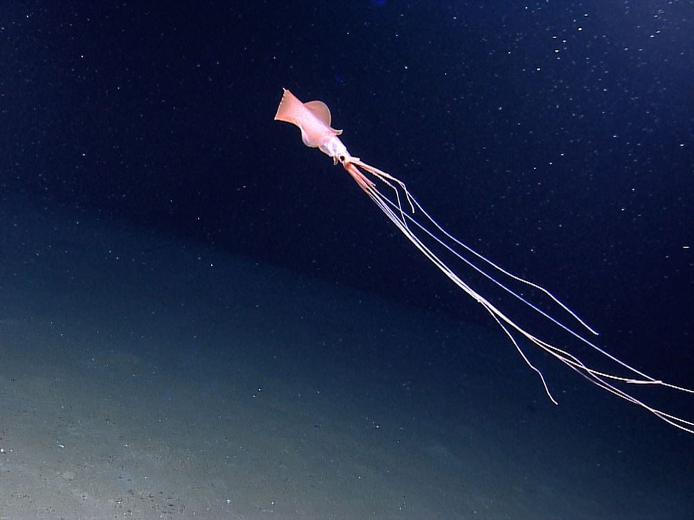 Scientists Find the World’s Deepest-Dwelling Squid