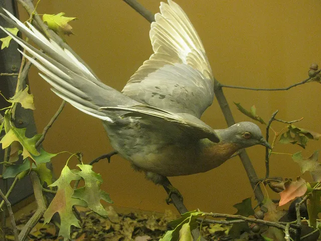 Today, passenger pigeons’ habitat consists of a few museum display cases around the U.S.