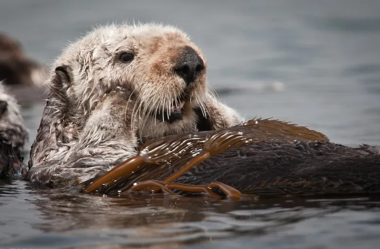 otter