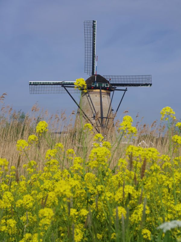 Windmill and Flowers thumbnail
