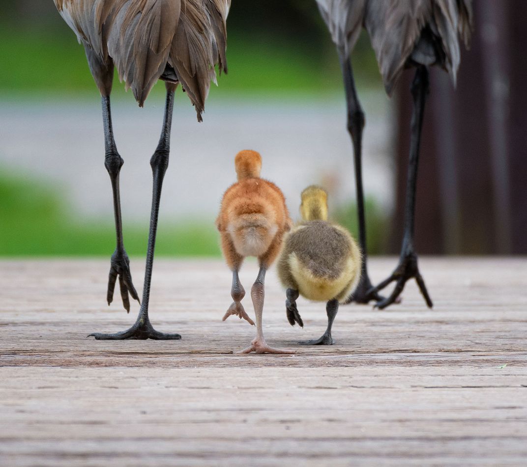 The legs of two sandhill cranes, a baby sandhill crane and a gosling walk side-by-side down a wooden bridge