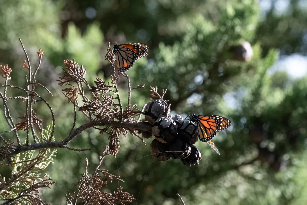 monarch butterflies on a tree branch