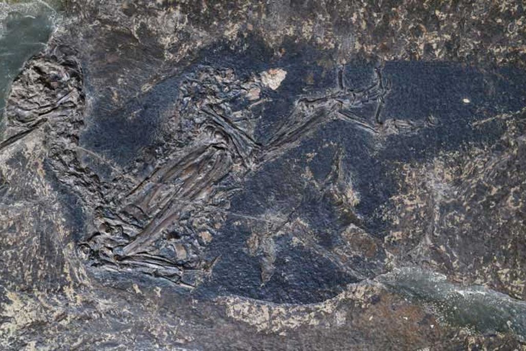 062519_CG_fossil-feat.jpg