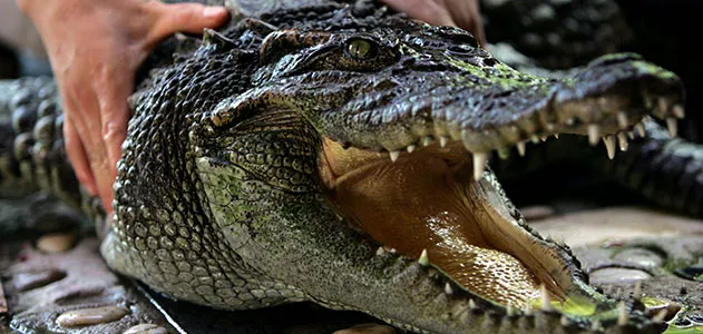 Yangtze alligator