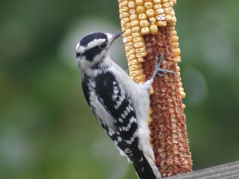 woody woodpecker indian corn