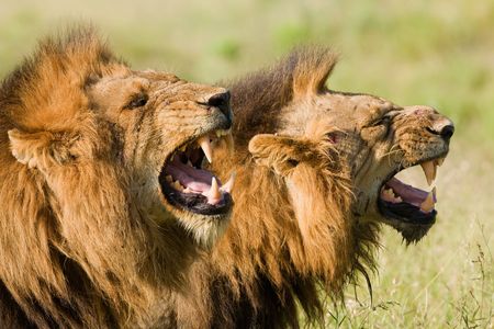 The Tsavo lions' teeth bore marks indicating that they ate soft food, similar to those seen on the teeth of captive lions today. Wild lions, like these pictured in South Africa's Greater Kruger National Park, show different microwear patterns.