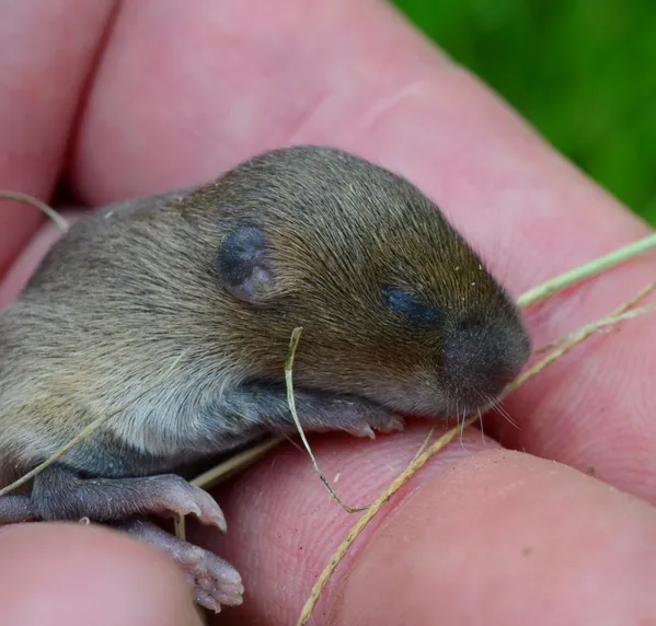 Baby weasel, newborn. thumbnail