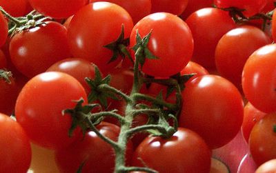 Pachino tomatos