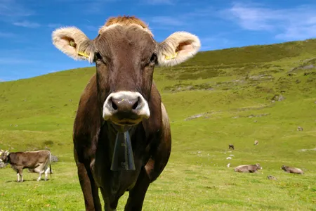 Herders have used cowbells as tracking devices for livestock for thousands of years, a practice that continues today.