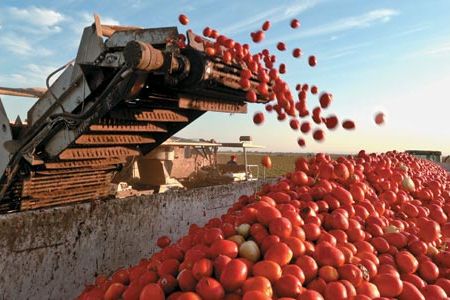 Where did you think tomato paste came from? A harvester in California’s Sacramento Valley gathers tons of Roma-type tomatoes for Morning Star, the world’s largest tomato-processing company.