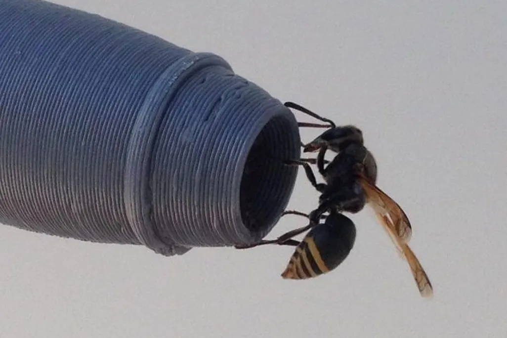 Close-up photo of a keyhole wasp sitting at the tip of a gray 3D-printed pitot tube