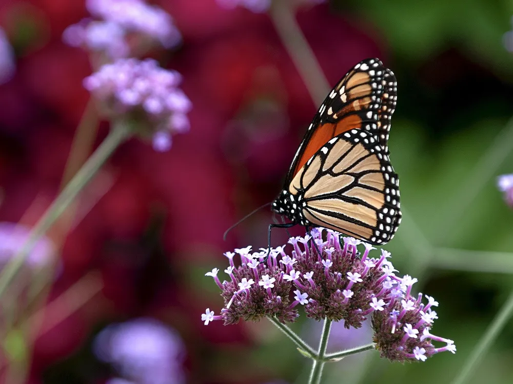 a monarch butterfly on small purple flowers