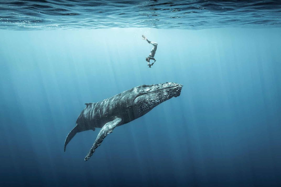 a freediver below the ocean surface near a large humpback whale