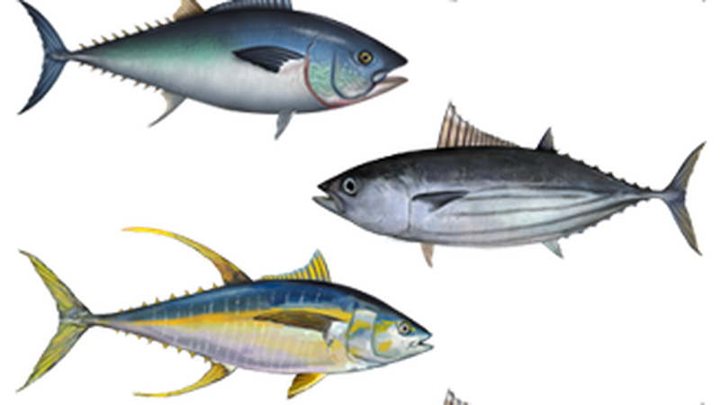 Bluefin Tuna vs Yellowfin Tuna