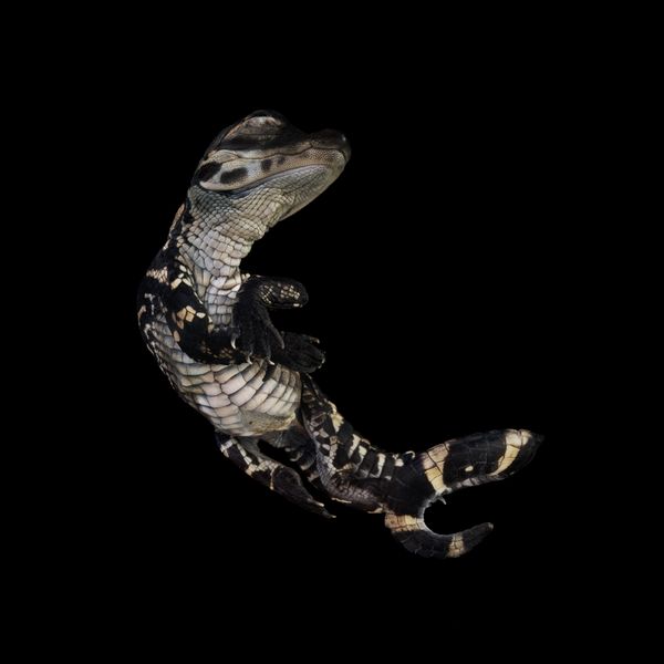 Alligator mississippiensis thumbnail