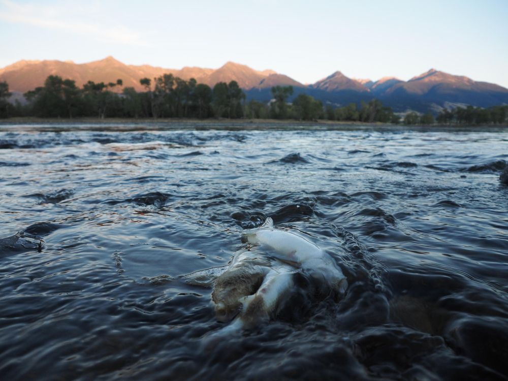 The Massive Yellowstone Fish Die-Off: A Glimpse Into Our Climate Future?