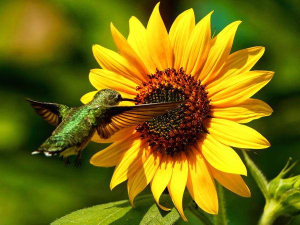 A hummingbird hovers by a sunflower thumbnail