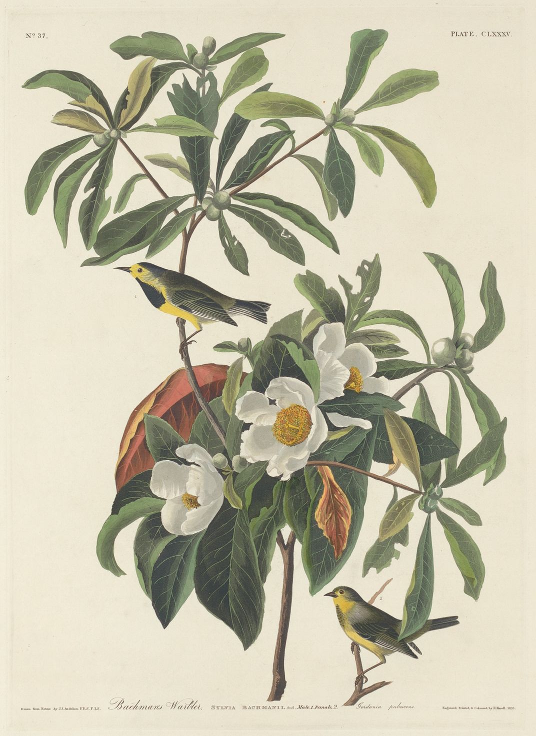 An illustration of bachmans warbler, a small bird with black upperparts, a black chin, and yellow underparts.