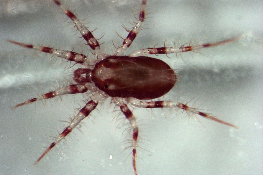 mite.jpg