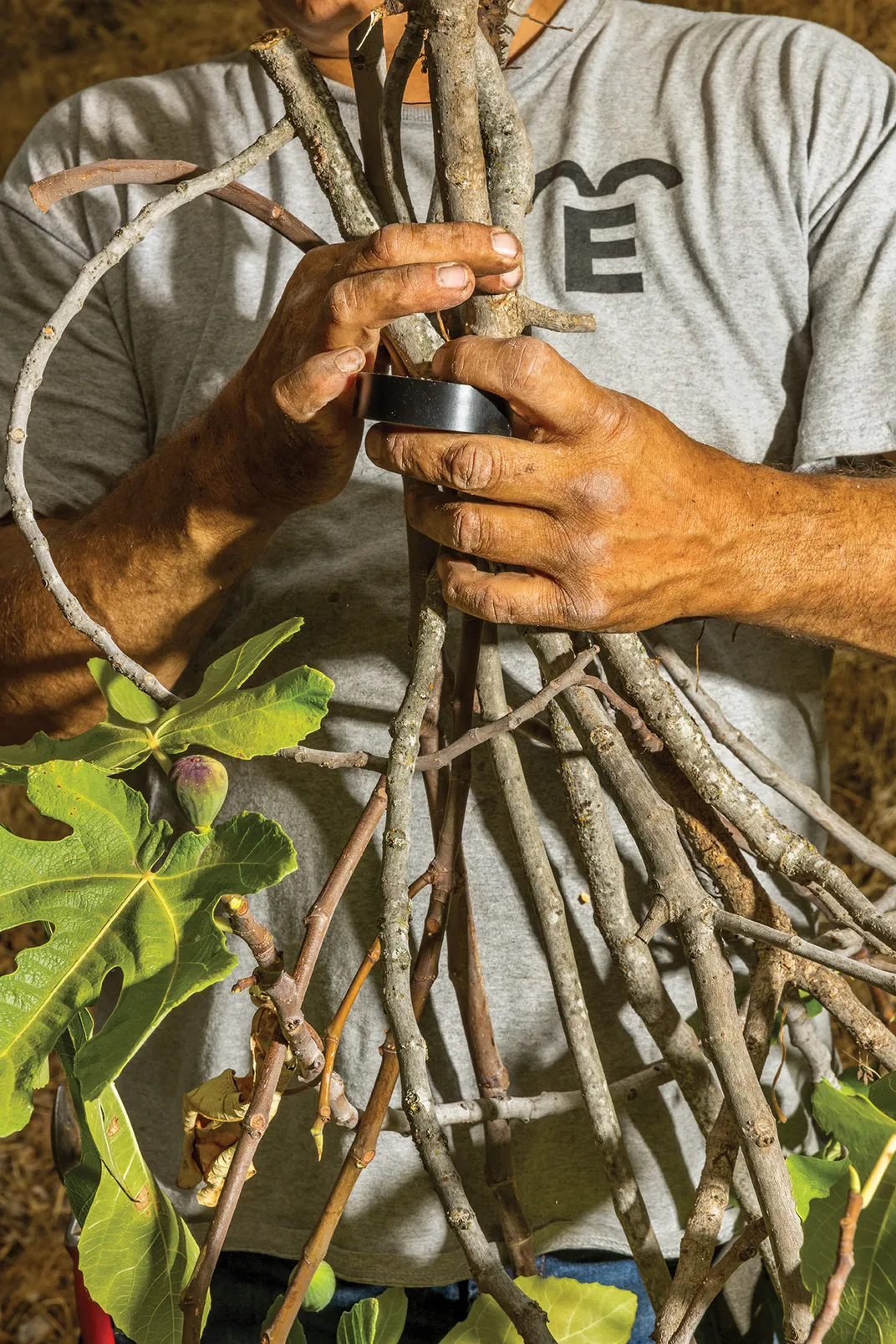 David bundles wild specimens