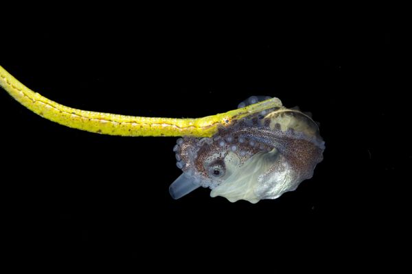 The Hitchhiker thumbnail