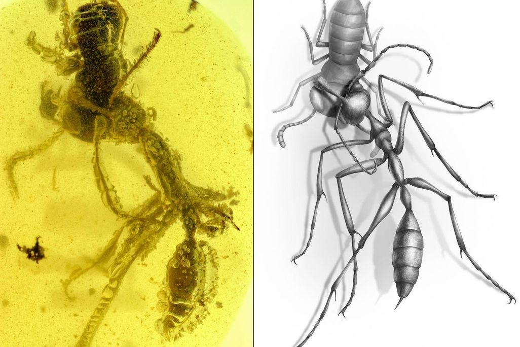 hell ant