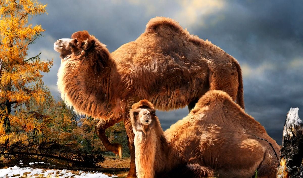 WILDSWANS　2025 TL-ADLER（CAMEL） 2000-Pound Camels Used to Live in the Arctic