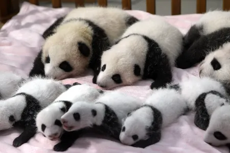 A group of baby pandas born in China last year 