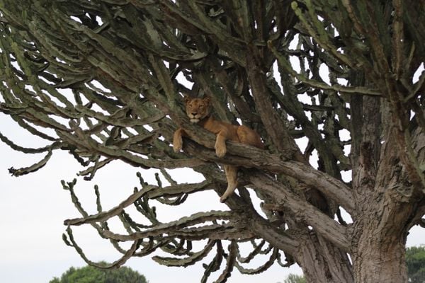 A female tree climbing lion just chilling thumbnail