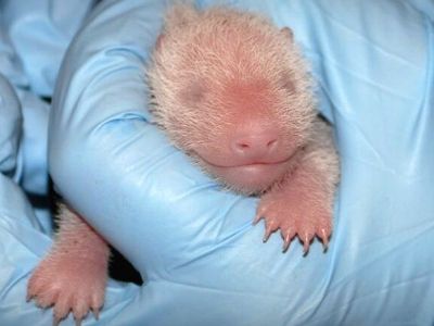 The Zoo reports that the “cub’s heart rate is steady and its belly was full.” Veterinarians report that they “could hear breath sounds from both lungs.”