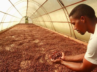 Cacao beans drying in the Dominican Republic
