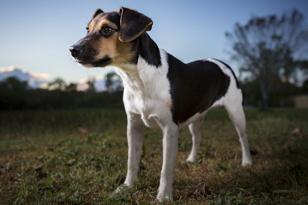a Danish-Swedish farmdog in a yard in evening light