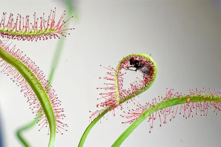 A Cape sundew wraps its sticky leaves around a helpless fly.