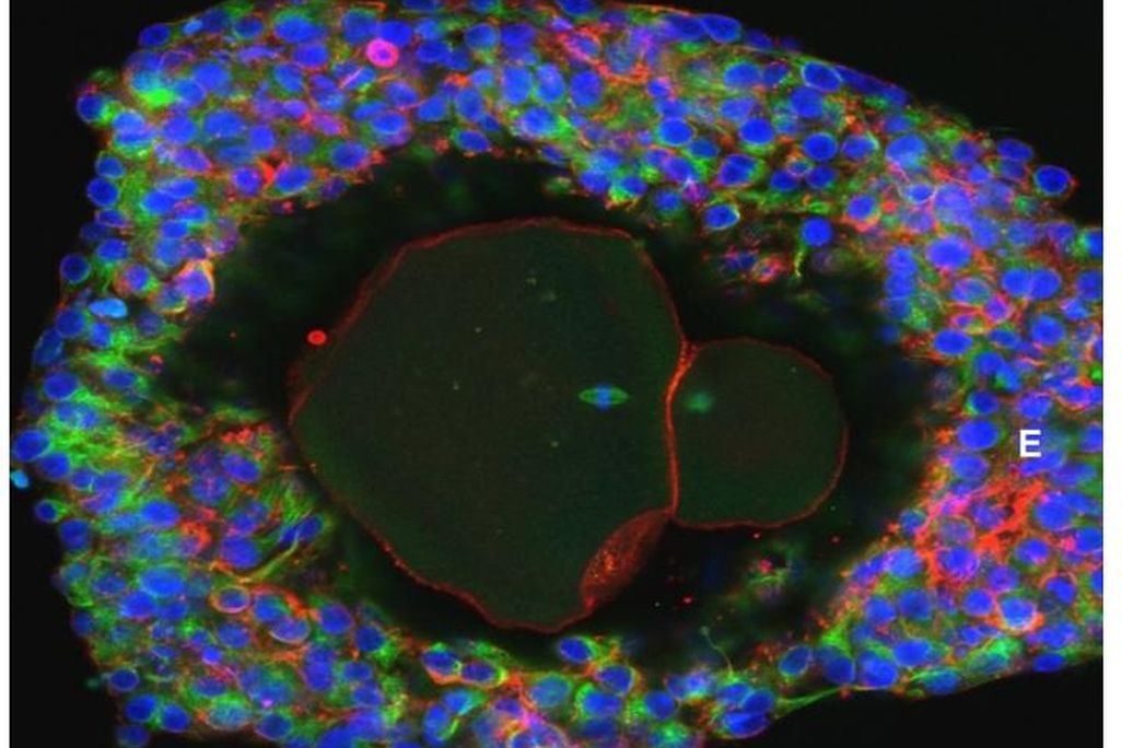 Lab-grown human egg