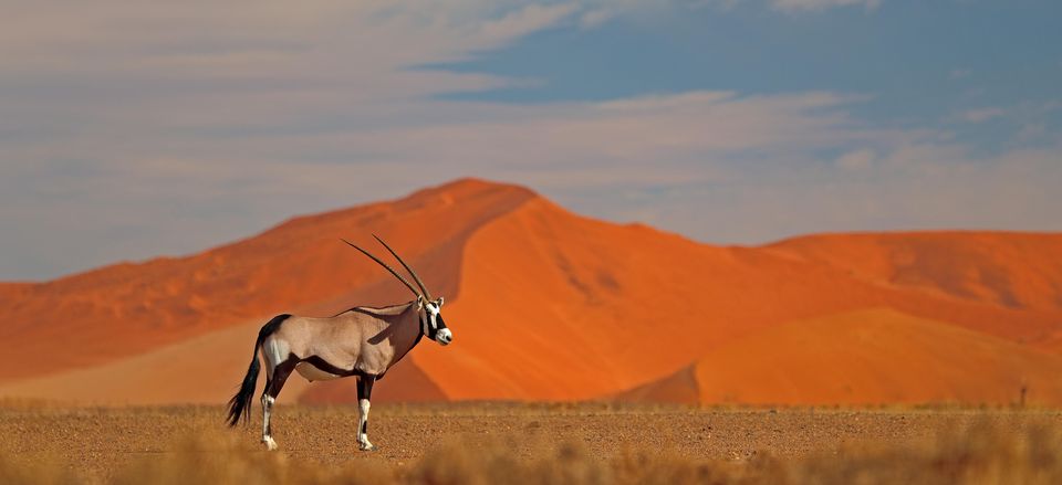 Gemsbok，納米比亞