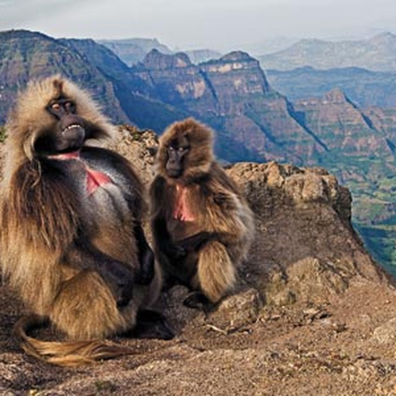 NATURAL MOUNTAIN MONKEYS NOVITA 120 ノビタ NATURAL MOUNTAIN MONKEYS】NOVITA | TENt o TEN