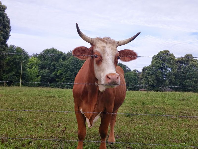 Sayaguesa cattle on a ranch in southern Mississippi Smithsonian Photo