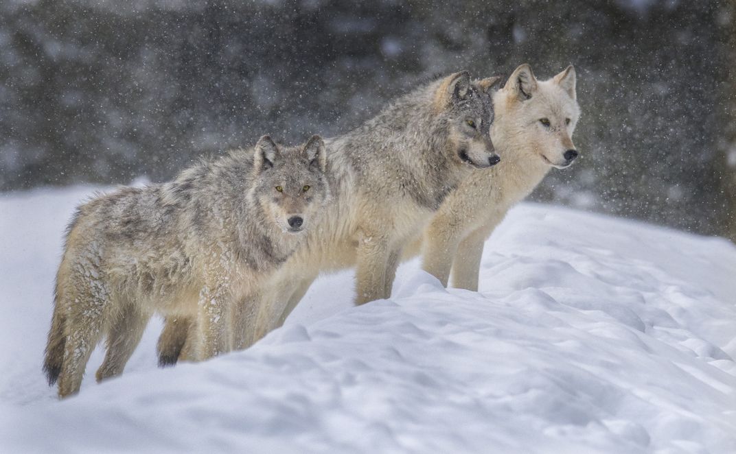 Three grey wolves in the snow in Yellowstone National Park.