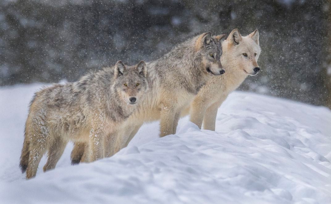 Three grey wolves in the snow in Yellowstone National Park.