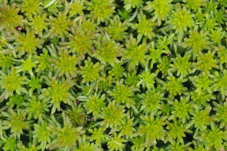 Unlikely savior: The remarkable properties of spaghnum moss help preserve long-dead bodies, sequester carbon and even heal wounds.