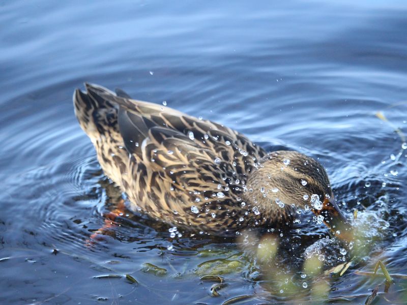 Duck Fishing Smithsonian Photo Contest Smithsonian Magazine