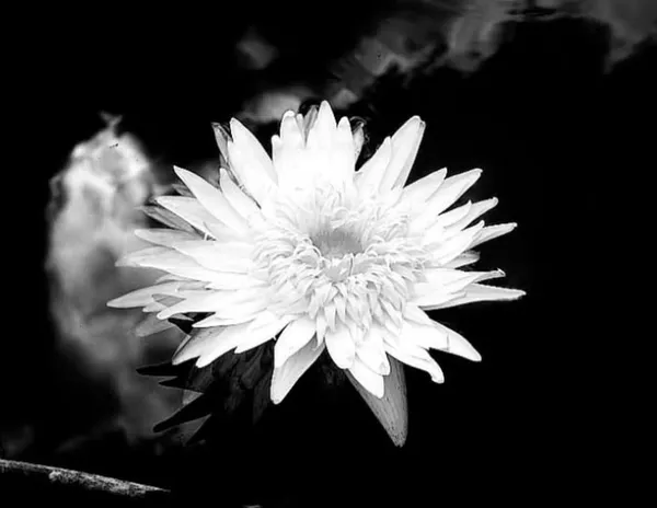 Monochrome thumbnail