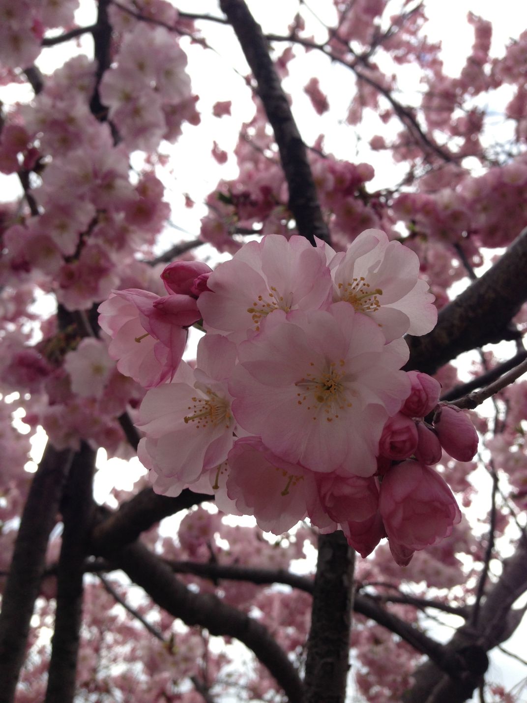 Cherry Blossom Festival, Roosevelt Island NYC Smithsonian Photo