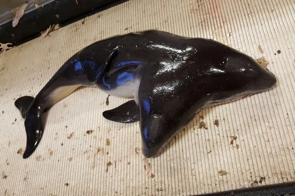 two-headed porpoise.jpg